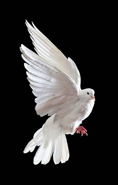 istock Free flying white dove isolated on a black 121336105