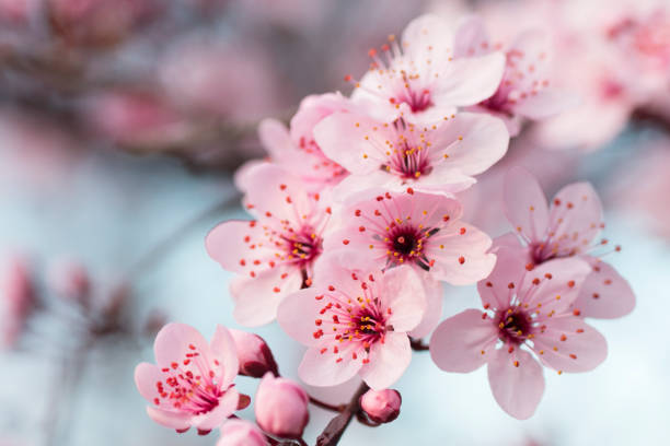 istock beautiful blooming tree with pink flowers 1213363741