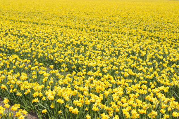 istock Large fields of yellow narcissus in Netherlands 1213364281