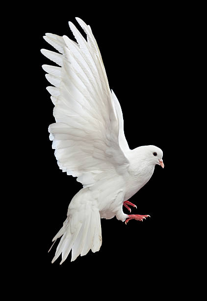 istock Free flying white dove isolated on a black 121336438