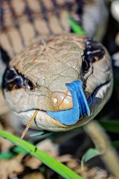 Blue tongued lizard Extreme close up of a blue tongued lizard sticking out his tongue in the grass tiliqua scincoides stock pictures, royalty-free photos & images