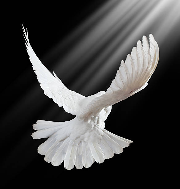 istock Free flying white dove isolated on a black 121336448