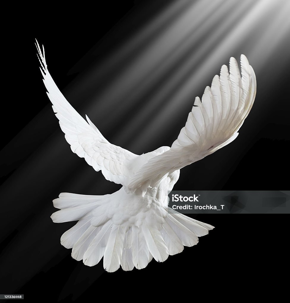 Free flying white dove isolated on a black  Dove - Bird Stock Photo
