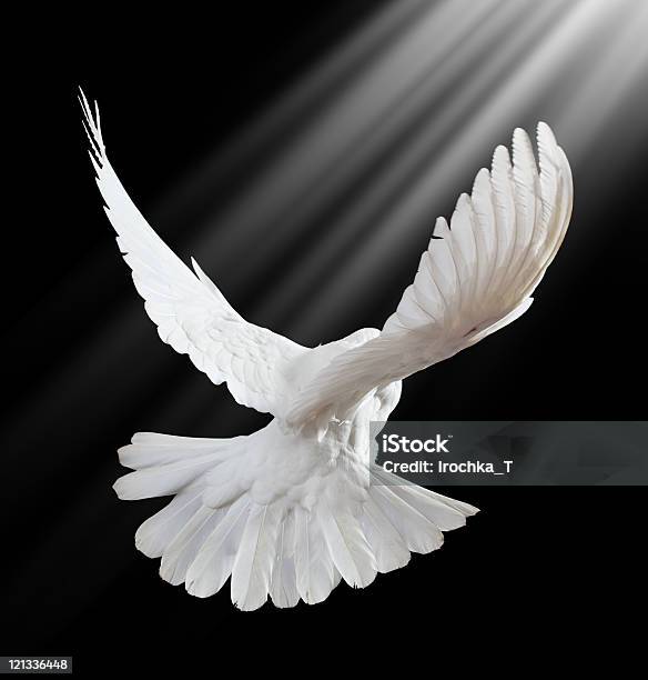 Free Flying White Dove Isolated On A Black Stock Photo - Download Image Now - Dove - Bird, Flying, Pigeon