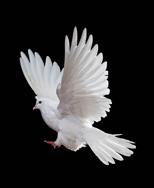 istock White dove in full flight on black background 121336554