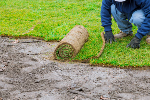 istock Landscaping laying new sod a backyard green lawn grass in rolls 1213366516