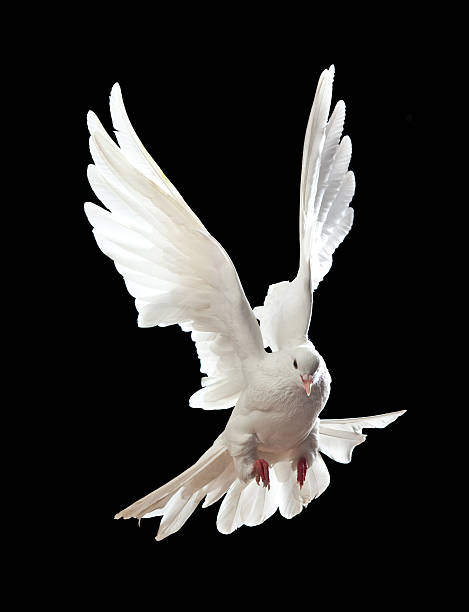 istock Free flying white dove isolated on a black 121336881