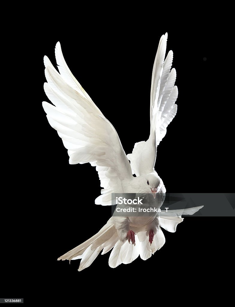 Pombo branco voando livre isolada em um preto - Foto de stock de Animal royalty-free