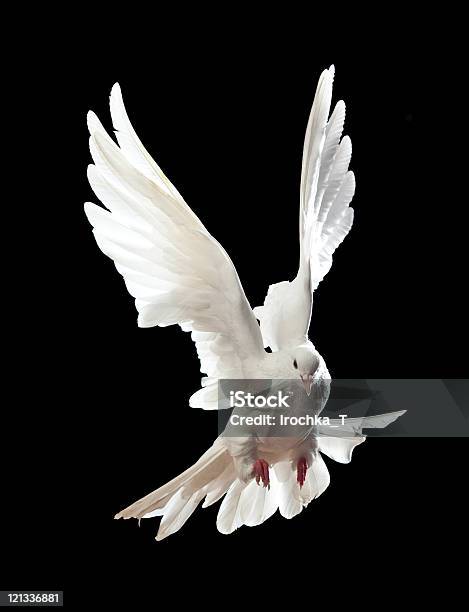 Foto de Pombo Branco Voando Livre Isolada Em Um Preto e mais fotos de stock de Animal - Animal, Asa animal, Beleza natural - Natureza