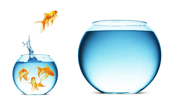 złota rybka skakanie do wody - freedom fish water jumping zdjęcia i obrazy z banku zdjęć