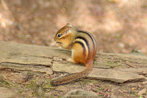 istock Squirrel chipmunk with a black stripe in the forest 1213373874