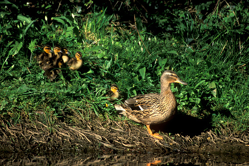 Female mallard duck with her five ducklings, North Yorkshire, England, United Kingdom