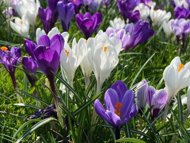 istock New blossom nature life 1213374165