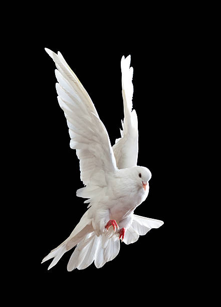 istock Free flying white dove isolated on a black 121337478