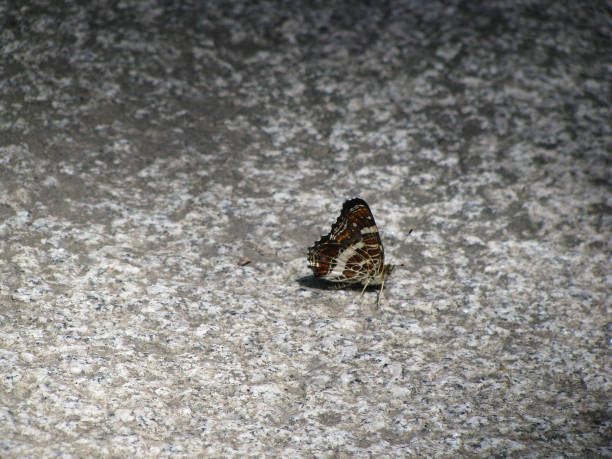 istock motley black and white butterfly sits on a textural surface 1213375301