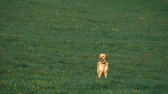 Golden Retriever in a grass field with space, England, United Kingdom