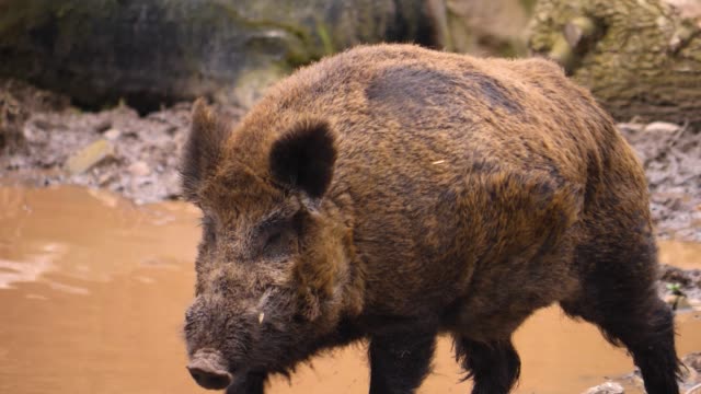 Wild Boar Stock Videos and Royalty-Free Footage - iStock