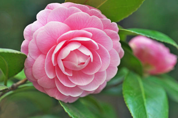 istock Camellia japonica ‘Otome’ 1213376471