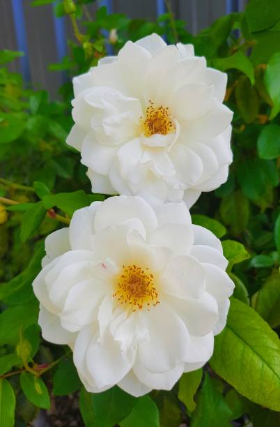 istock A pair of white rose. 1213376533
