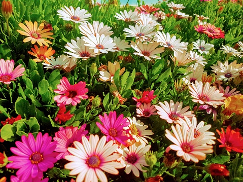 A garden of colorful African daisies.