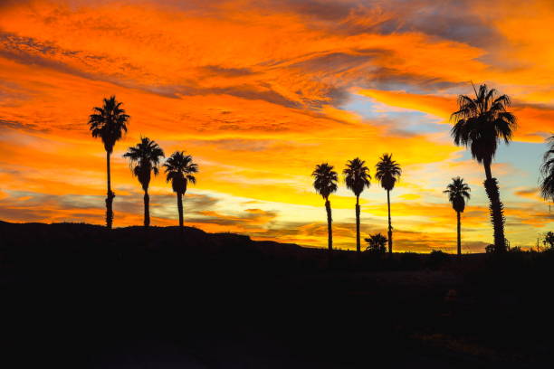 istock Desert Palm Trees at Sunset, Nevada-USA 1213376976