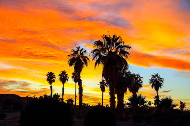 istock Desert Palm Trees at Sunset, Nevada-USA 1213377057