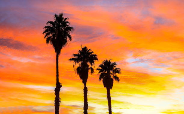 istock Desert Palm Trees at Sunset, Nevada-USA 1213377058