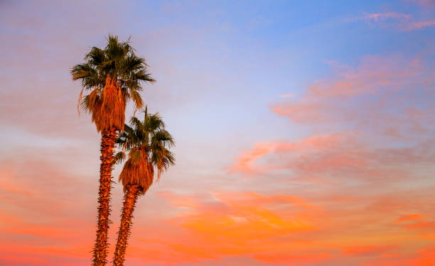 istock Desert Palm Trees at Sunset, Nevada-USA 1213377059
