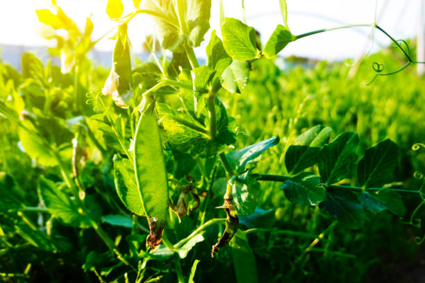 봄 농림수산현장의 햇살 아래 피섬꽃 - pea shoots 뉴스 사진 이미지