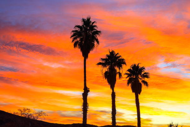 istock Desert Palm Trees at Sunset, Nevada-USA 1213377087
