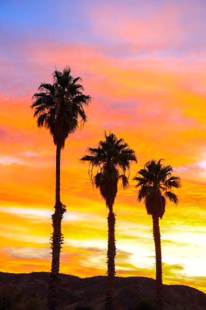 istock Desert Palm Trees at Sunset, Nevada-USA 1213377104