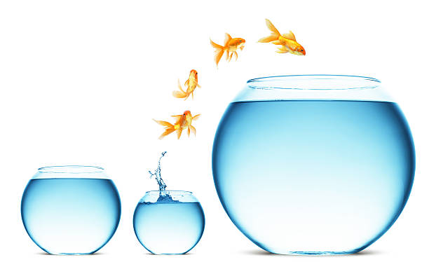 istock goldfish jumping out of the water 121337761