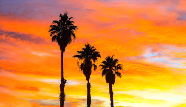 istock Desert Palm Trees at Sunset, Nevada-USA 1213377633