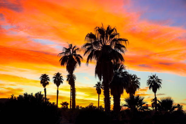 istock Desert Palm Trees at Sunset, Nevada-USA 1213377634