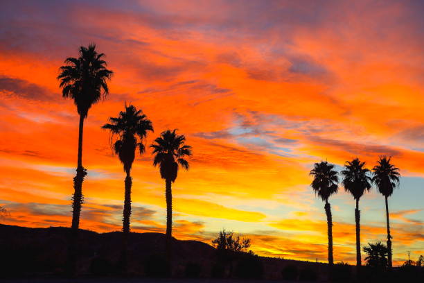 istock Desert Palm Trees at Sunset, Nevada-USA 1213377654
