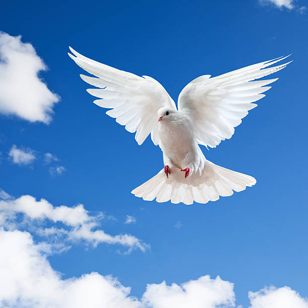 istock Dove in the air with wings wide open 121337935