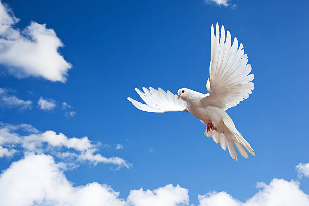 Dove in the air with wings wide open  dove bird photos stock pictures, royalty-free photos & images