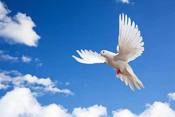 20,700+ White Pigeon Flying Stock Photos, Pictures & Royalty ...