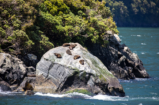 A group of New Zealand Fur Seals (Arctocephalus forsteri) sun themselves on Seal Rock in Milford Sound.