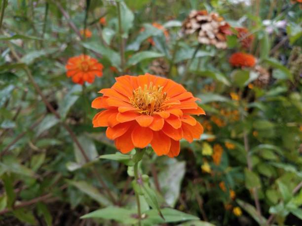 istock flower with orange petals and green leaves 1213382178