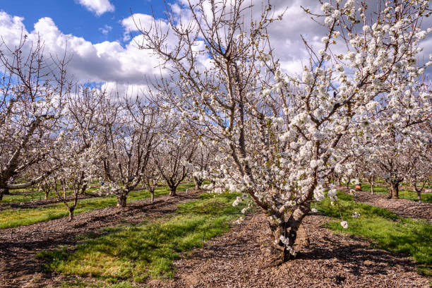 istock Close-up of Cherry Blossoms on Orchard Tree 1213384946
