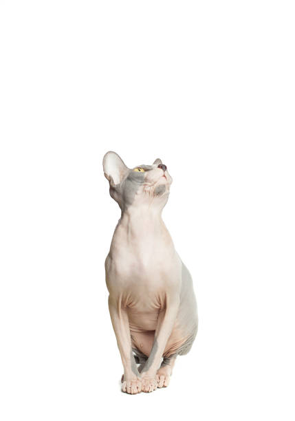 istock Cat don sphynx looking up isolated on white 1213385063