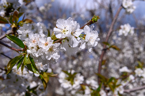 Close-up of springtime bing cherry (Prunus avium) blossoms on orchard trees.\n\nTaken in Gilroy California, USA