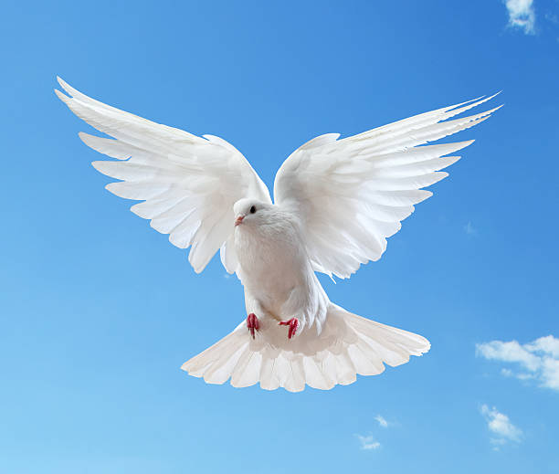 istock Dove in the air with wings wide open 121339391