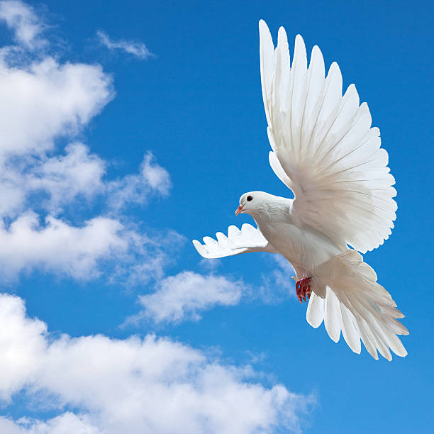istock White dove spreading its wings to fly higher  121339409