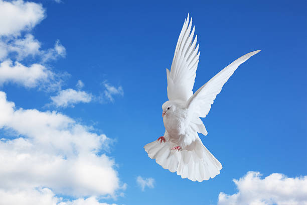 istock Dove in the air with wings wide open 121339411