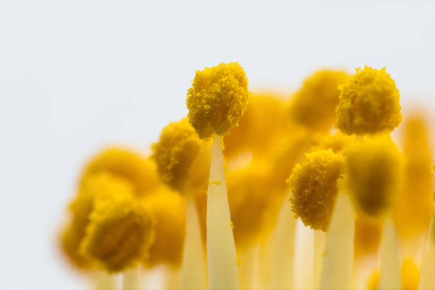 flower pistil closeup from a camellia on white background