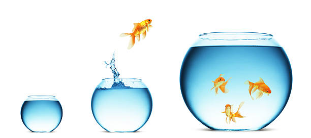 istock Goldfish jumping from one fish bowl into another 121339647