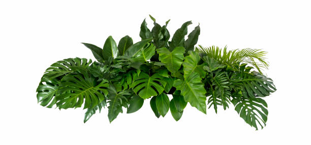 抽象的な緑の葉のテクスチャ、自然の背景、熱帯の葉 - fern textured nature tree ストックフォトと画像