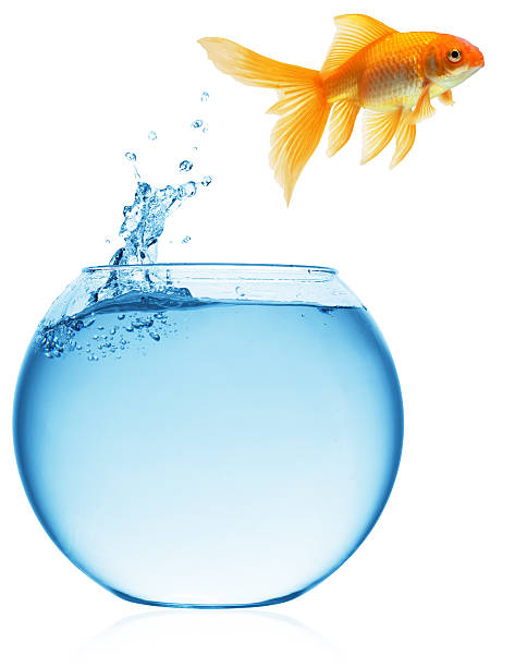 istock goldfish jumping out of the water 121339904